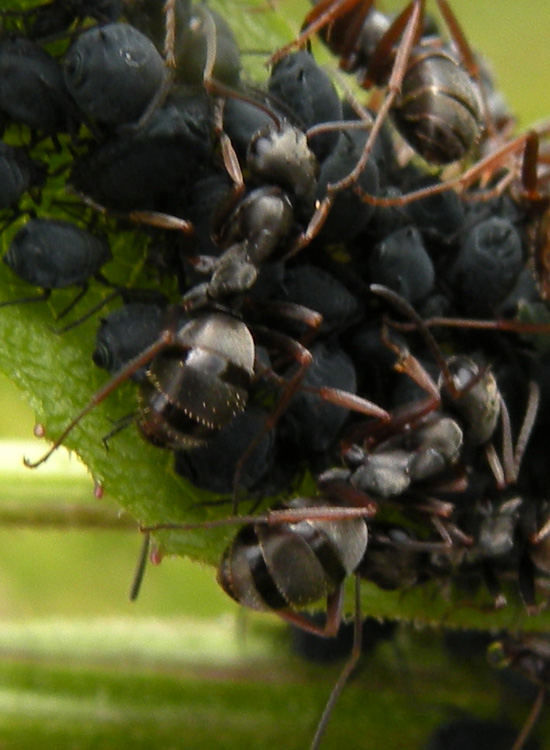 Formiche (Formica sp.) con afidi